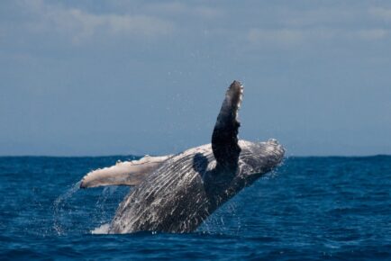 Gold Coast Whale Watching